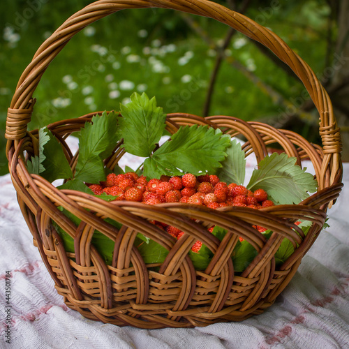 Still life with a basket of wild strawberries  standing on a table with a white napkin  against a blurred background of summer greenery.