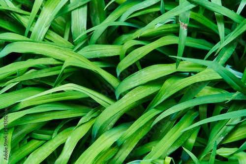 Nature green grass background top view. Design