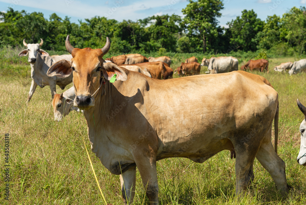 Cow on a green meadow Pasture for cattle, Cow in the countryside outdoors, Cows graze on a green summer meadow in Thailand, Rural landscapes with cows on summer pasture. Cow on a green meadow Pasture for cattle, Cow in the countryside outdoors, Cows graze on a green summer meadow in Thailand, Rural landscapes with cows on summer pasture.