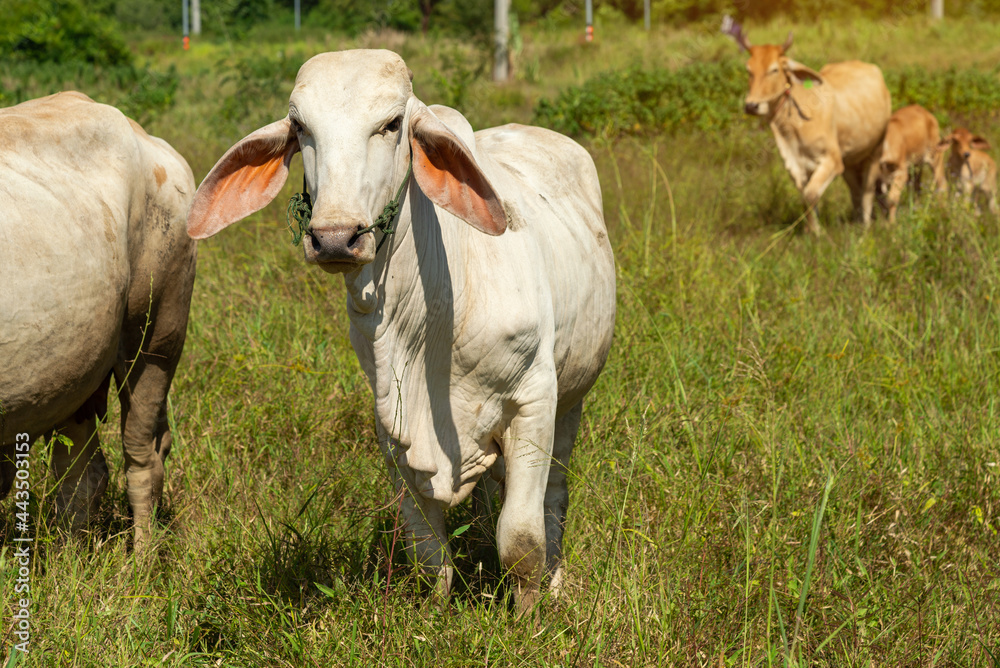 Cow on a green meadow Pasture for cattle, Cow in the countryside outdoors, Cows graze on a green summer meadow in Thailand, Rural landscapes with cows on summer pasture. Cow on a green meadow Pasture for cattle, Cow in the countryside outdoors, Cows graze on a green summer meadow in Thailand, Rural landscapes with cows on summer pasture.