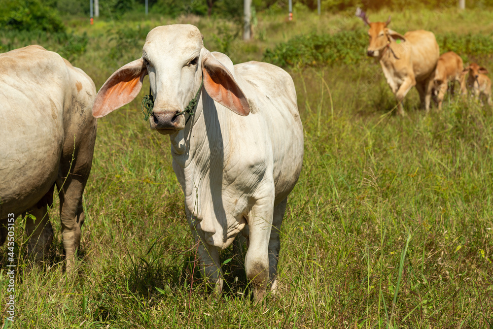 Cow on a green meadow Pasture for cattle, Cow in the countryside outdoors, Cows graze on a green summer meadow in Thailand,  Rural landscapes with cows on summer pasture.