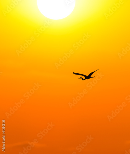Beautiful Sunset Bird Inspirational Nature Silhouette