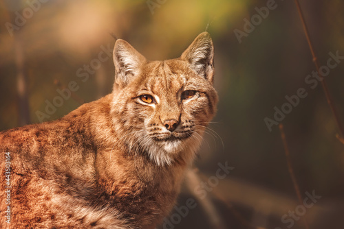 portrait of a european lynx © Sangur