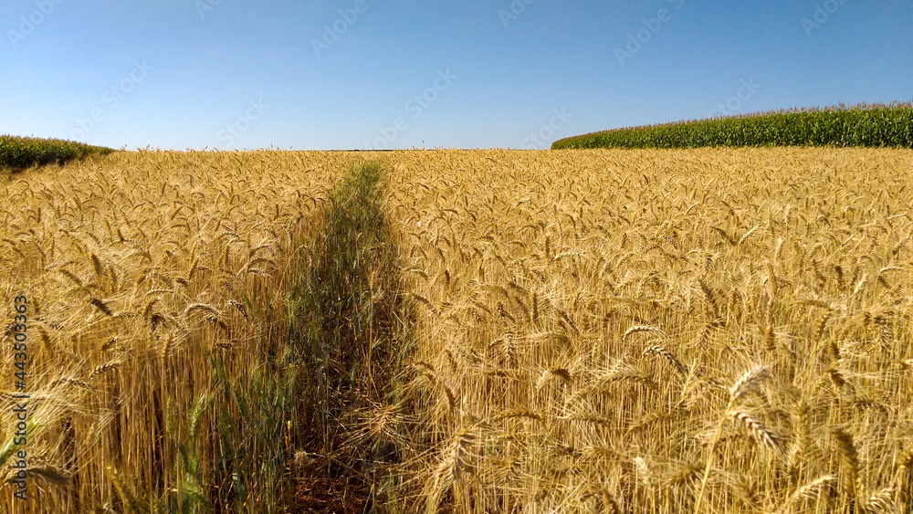 Wheat (and corn in the background) planting in Minas Gerais, Brazil Wheat (and corn in the background) planting in Minas Gerais, Brazil