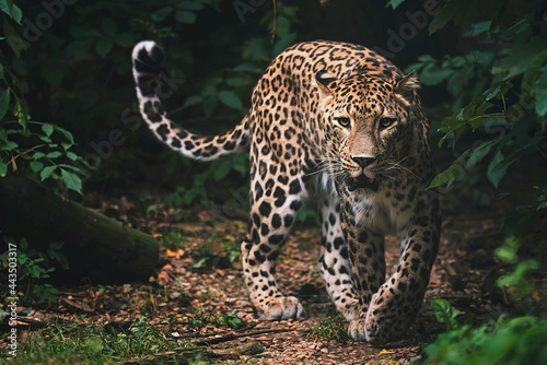 persian leopard in the forest photo
