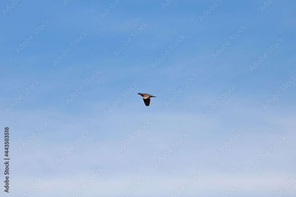 wild pigeon flying free and fast isolated by blue sky with some sparse clouds. Torcaz pigeon, pomba carijó 