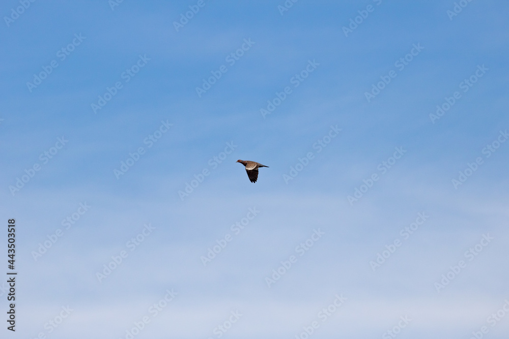 wild pigeon flying free and fast isolated by blue sky with some sparse clouds. Torcaz pigeon, pomba carijó wild pigeon flying free and fast isolated by blue sky with some sparse clouds. Torcaz pigeon, pomba carijó