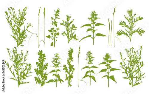 Natural herbs - wild grass - herbal silhouettes - plant set isolated on white