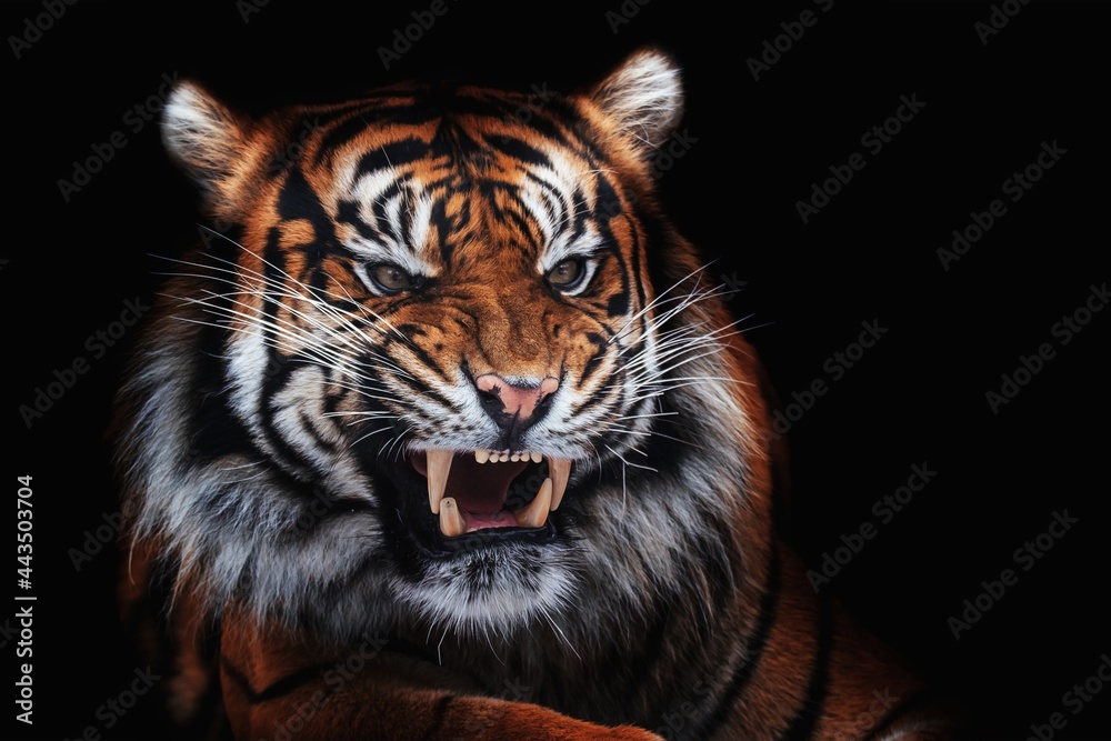 Fototapeta premium sumatran tiger portrait