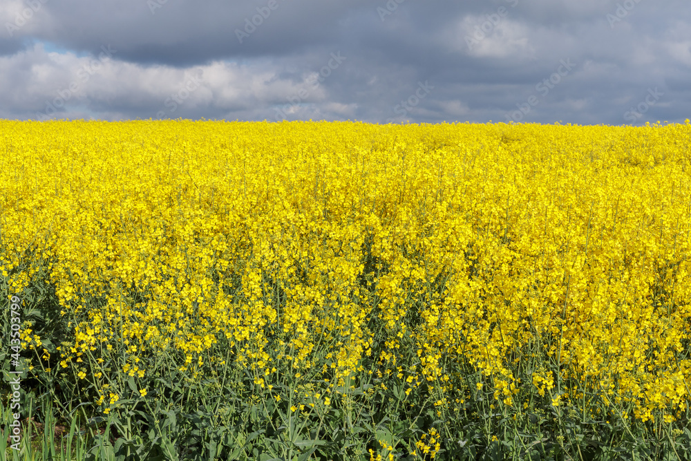 Rapsfeld mit dunklen Wolken im Mai Rapsfeld mit dunklen Wolken im Mai