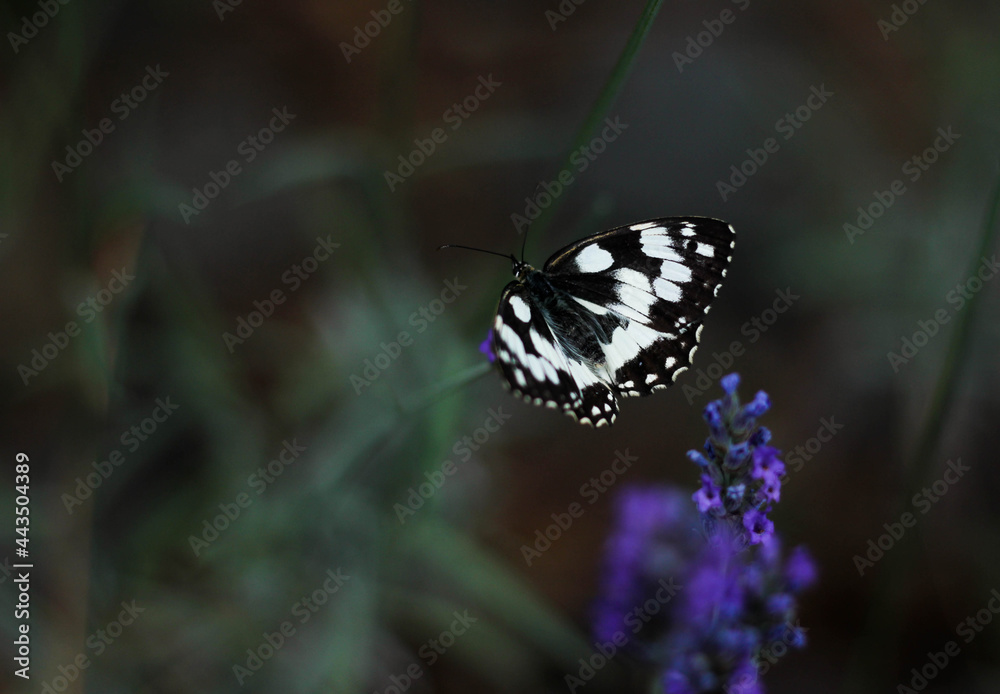 A butterfly sitting on a lavender flower surrounded by a blurry background of blooming lavender A butterfly sitting on a lavender flower surrounded by a blurry background of blooming lavender