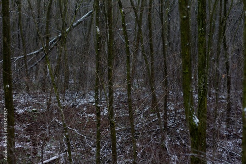 Fototapeta Naklejka Na Ścianę i Meble -  Winter Forest 01