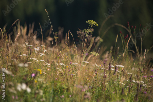 Wild herbs in alpine meadow