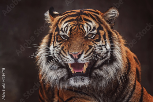 Canvas Print Portrait of sumatran tiger