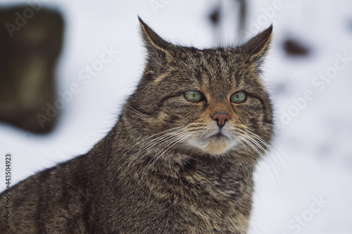 Photography European wild cat portrait