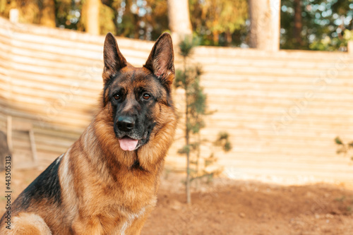 Portrait of a German shepherd in a park. Purebred dog.