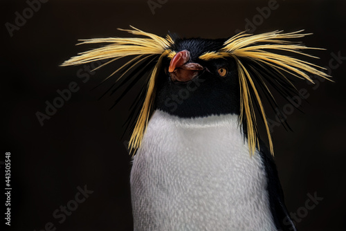 Slika na platnu Penguin portrait