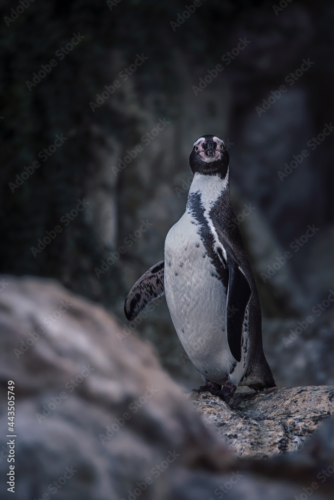 Fototapeta premium penguin on the rocks