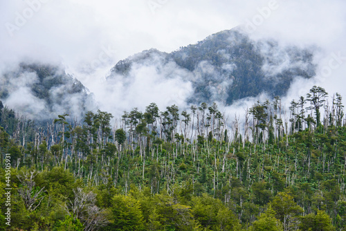 Lenga (southern beech) forest, Pumalin National Park, Patagonia, Region de los Lagos, Chile photo