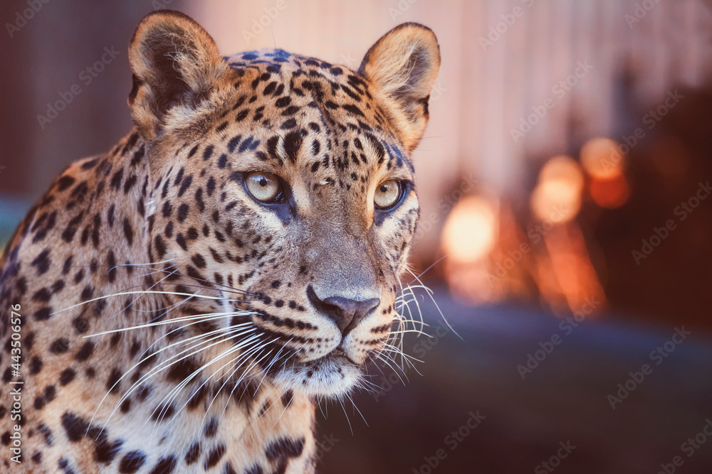 Naklejka premium Portrait ceylon leopard
