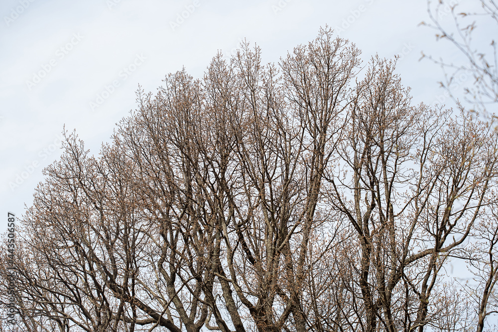 Bare tree branches on a dull blue gray spring sky background Bare tree branches on a dull blue gray spring sky background