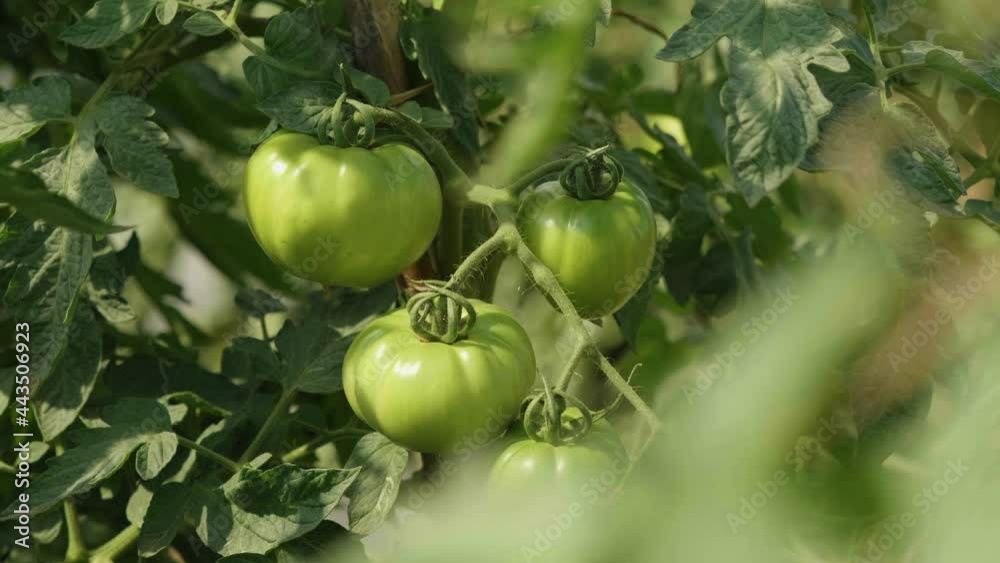 Green and fresh tomato in a plant. Rare variety of tomato. Healthy vegetables. Green and fresh tomato in a plant. Rare variety of tomato. Healthy vegetables.