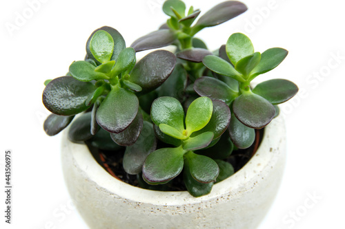Potted Crassula ovata or Pigmyweeds home plant isolated on white background. This plant is known to be a wealth luck feng-shui symbol. Small crassula ovata. Closeup.