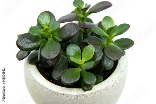 Potted Crassula ovata or Pigmyweeds home plant isolated on white background. This plant is known to be a wealth luck feng-shui symbol. Small crassula ovata. Closeup.