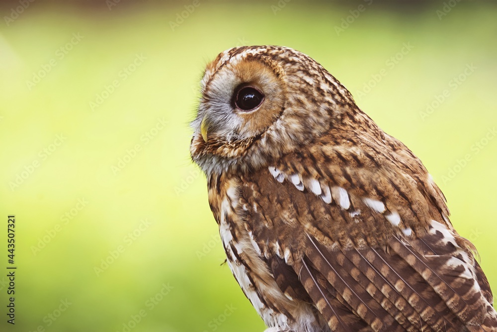 Fototapeta premium horned owl