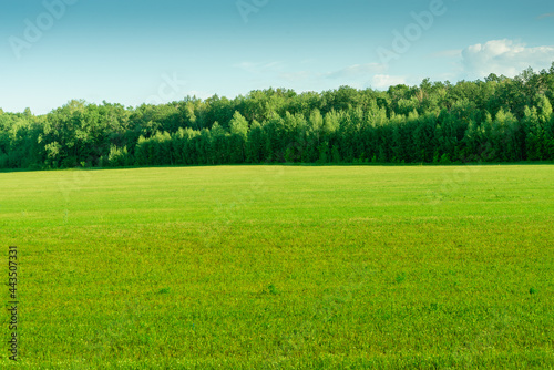 Light green field and forest.