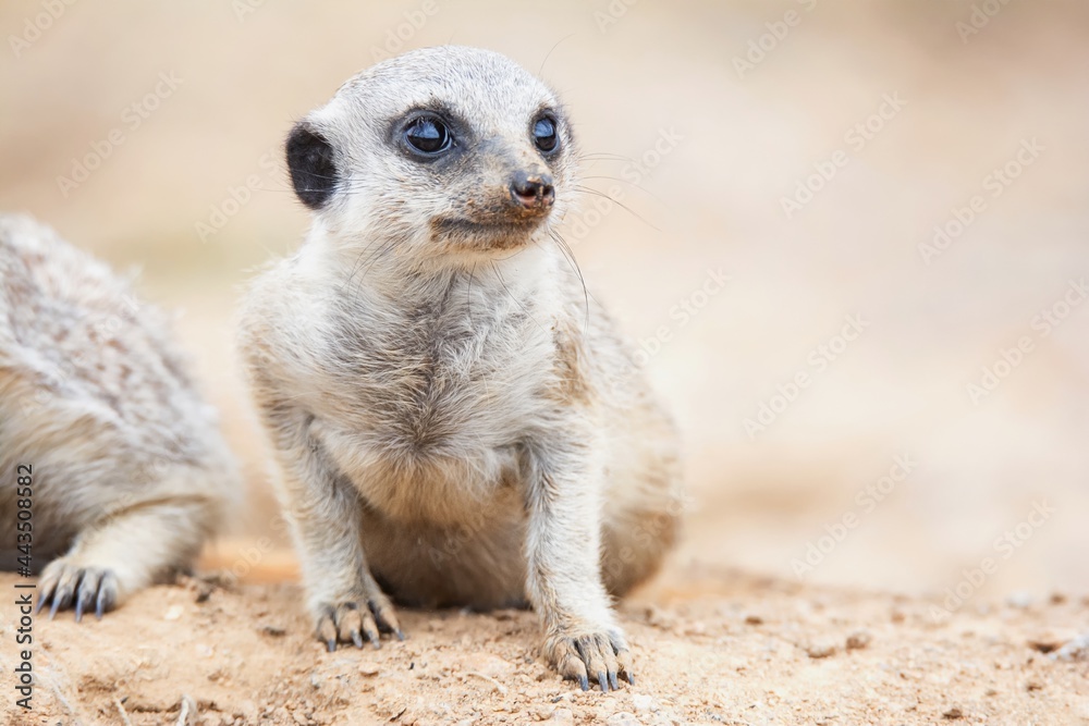 meerkat on guard meerkat on guard