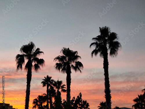 tall palm trees at sunset