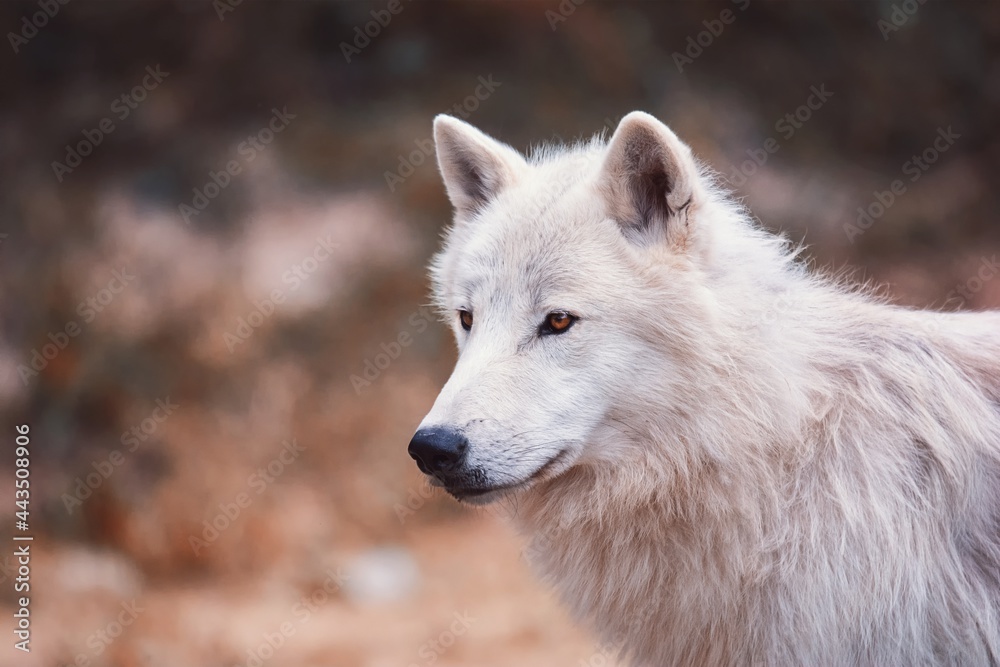 arctic wolf portrait arctic wolf portrait