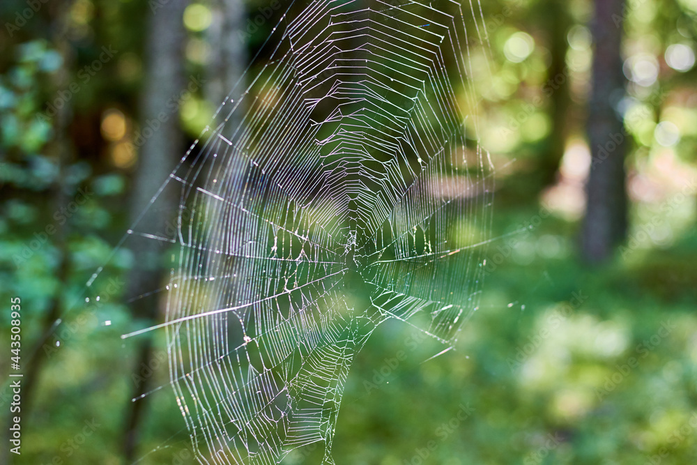 Thick cobweb on the background of a forest Thick cobweb on the background of a forest