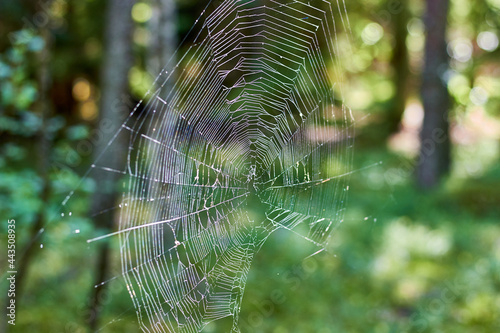 Thick cobweb on the background of a forest