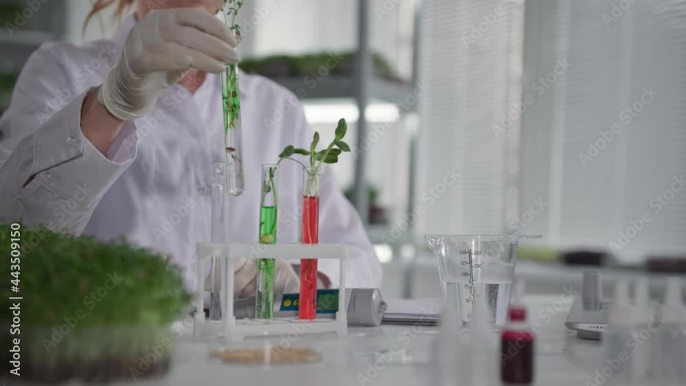 study of genetically modified plants, female scientist examines test tubes with reagent and micro greens in the laboratory, close-up
