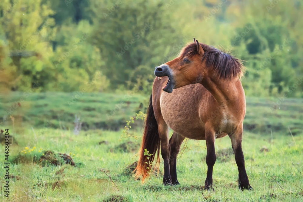 Fototapeta premium horse in the field