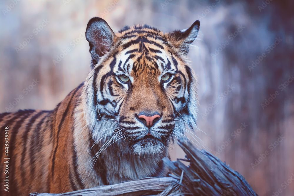 Obraz premium portrait of a tiger