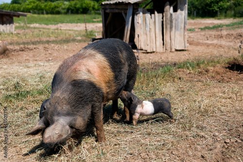 Freilaufende Sattelschweine, Mecklenburg, Vorpommern, Deutschland