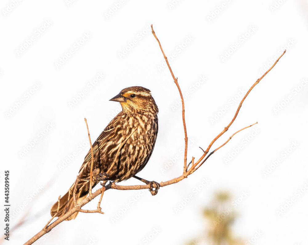 Female red-winged blackbird perched on a twig Female red-winged blackbird perched on a twig
