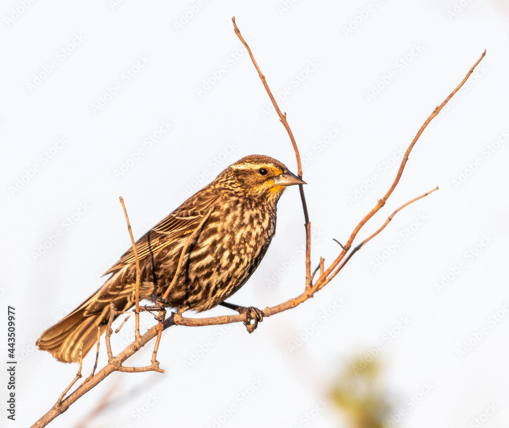 Female red-winged blackbird perched on a twig Female red-winged blackbird perched on a twig