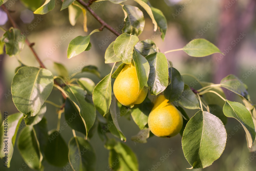 Organic pears on tree branch.