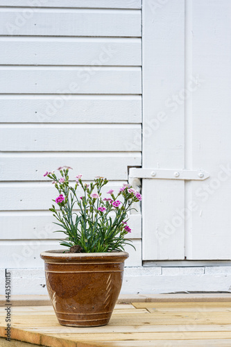 Pot of flowers with white wooden wall background and door