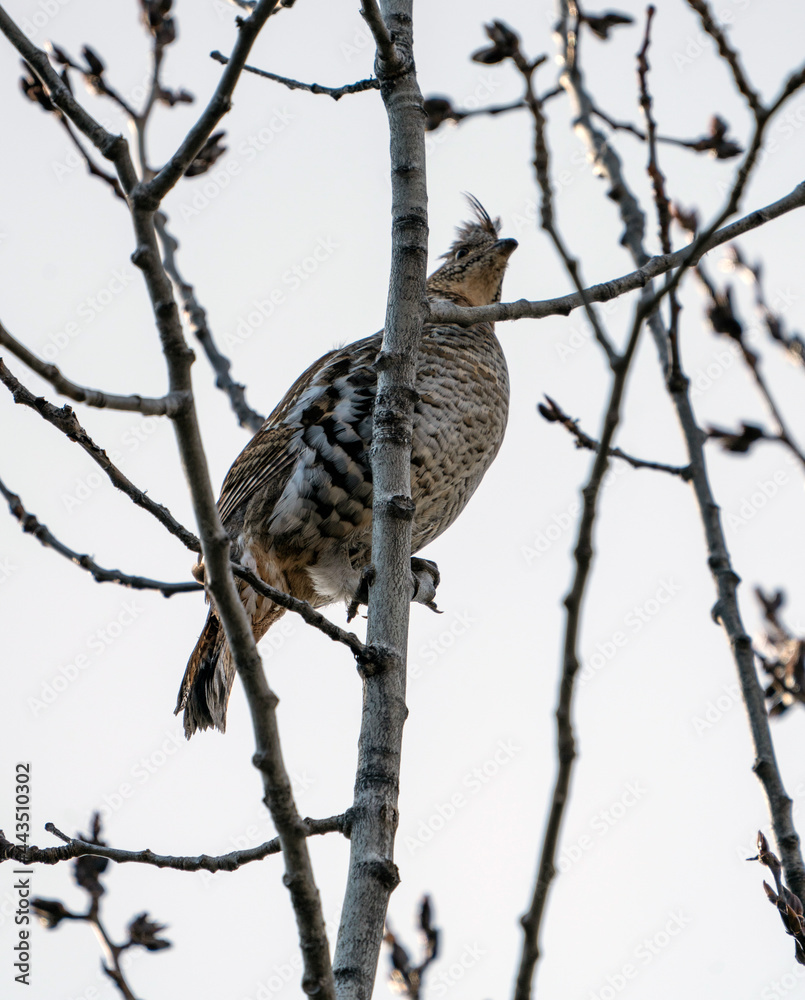 Spruce Grouse in Tree Spruce Grouse in Tree