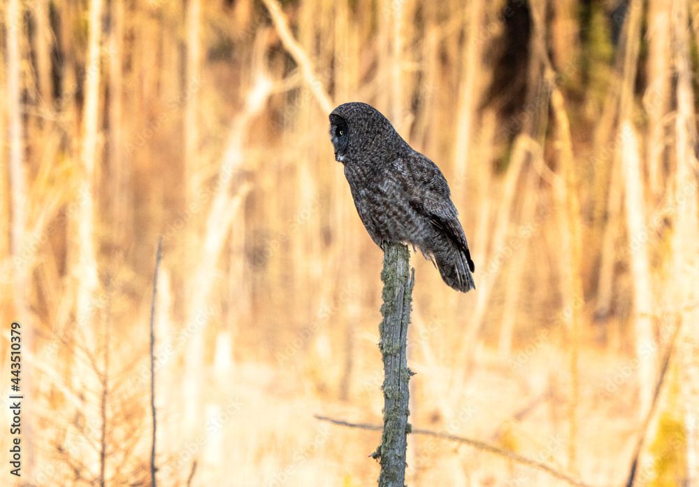 Great Grey Owl Saskatchewan
