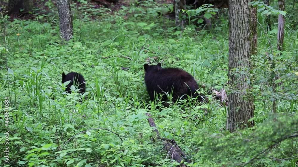 Mama bear and cub - Great Smoky Mountain National Park, Tennessee
