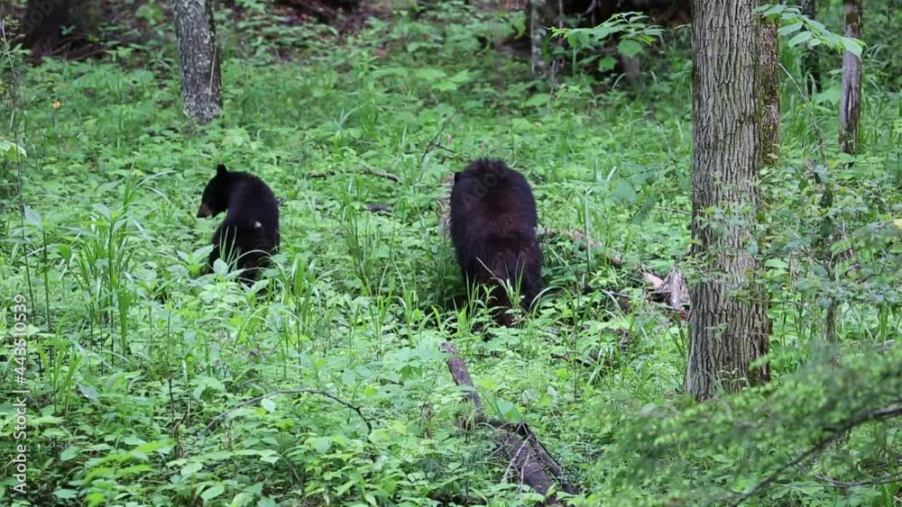 Bears eating - Great Smoky Mountain National Park, Tennessee Bears eating - Great Smoky Mountain National Park, Tennessee