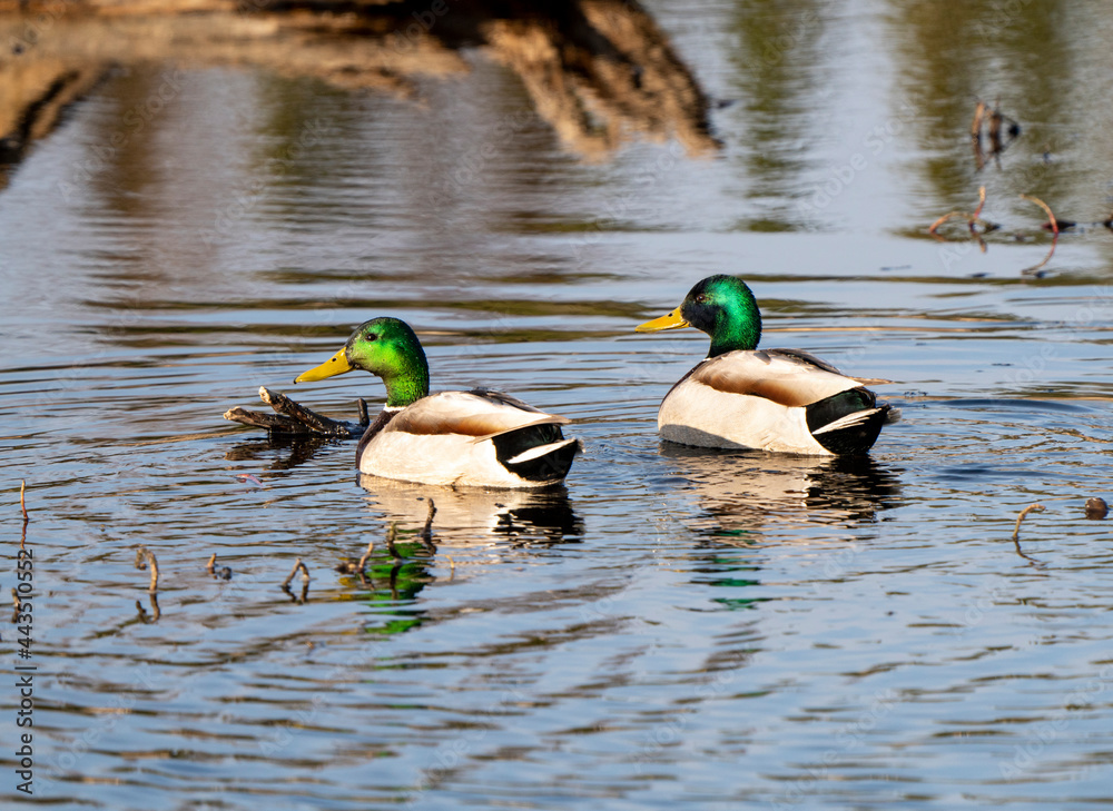 Obraz premium Mallard Duck Saskatchewan