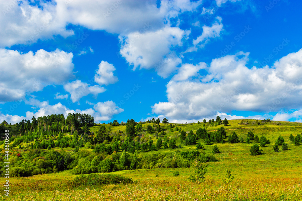 Obraz premium pine grove on a hill on a sunny summer day