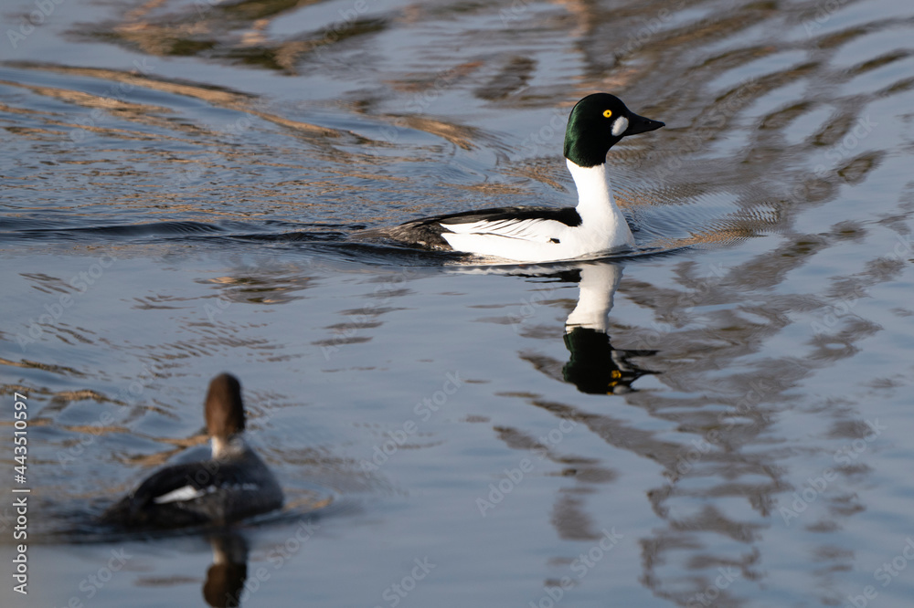 Fototapeta premium Goldeneye Ducks Saskatchewan